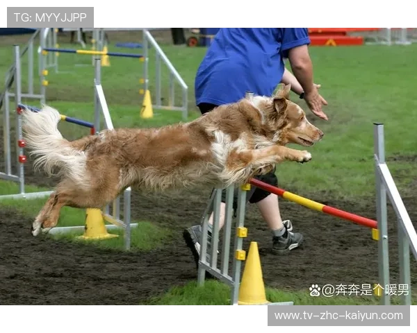 哈兰德和狗一起训练画面萌炸，运动场变成童话乐园